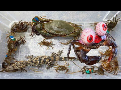 Video Kem Ốc Chanel dùng súng nước cứu cua, cá sấu, vịt, bò... - youtube