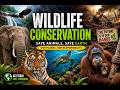 Wildlife Conservation Documentary 2026 | Saving Endangered Animals & Protecting Earth’s Biodiversity