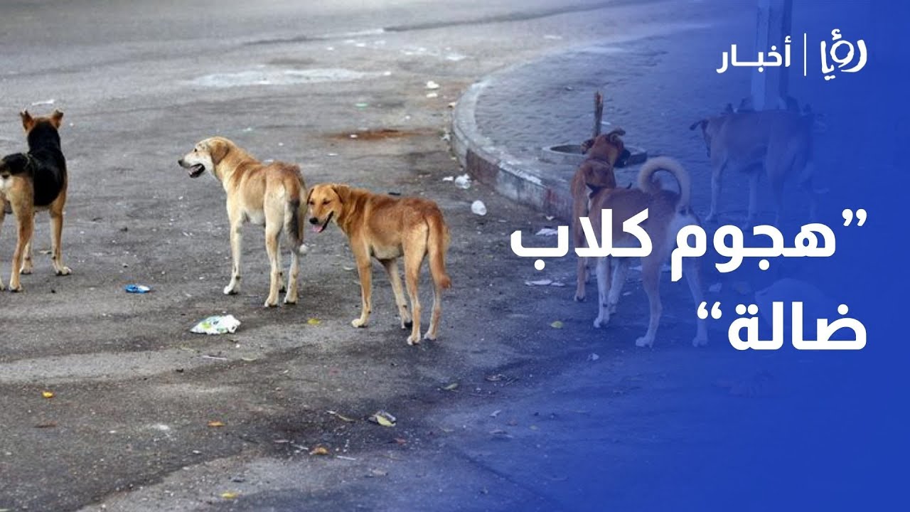 مواطنة تروي تفاصيل تعرضها لهجوم من كلاب ضالة