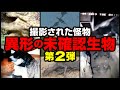 【映像】撮影された怪物 異形の未確認生物 第2弾