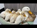 Cute and funnythis is rare in the world mother duck leads the ducklings to sleep with the kittens