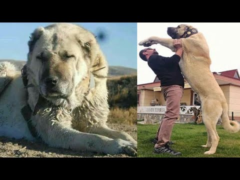 فيديو: ميزات حفظ الكلاب الأكبر سنا