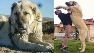 هذا اقوي كلب في العالم يستطيع القضاء علي الاسد بكل سهولة .. الكانجال التركى ! ( kangal dog )