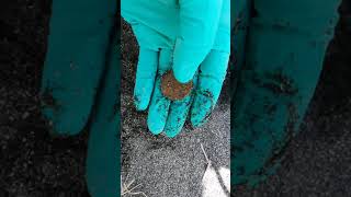 Detectando Monedas Con El Simplex De Nokta Makro En Modo Playa