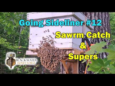 Beekeeping - Going Sideliner #12 - Swarm Catch & Adding Supers