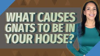 What causes gnats to be in your house?