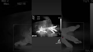 Veterinary Thermography - Bald Eagle Bumblefoot