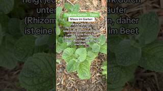 Tägliche Garten- Tipps: Minze 👨🌾braucht eine Wurzelsperre! #gartentipps #minze