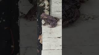 TOADS EVERYWHERE ON THE CHIPPY RANCH #chippyranch #wildlife #toad #nature