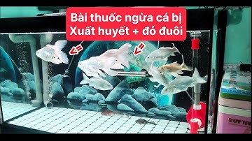 Hồ Cá Chép Sư Tử 200l Đẹp - Chia Sẻ Bài Thuốc Ngăn Ngừa Xuất Huyết Đuôi Cho Cá Hiệu Quả Hồ Của E Học