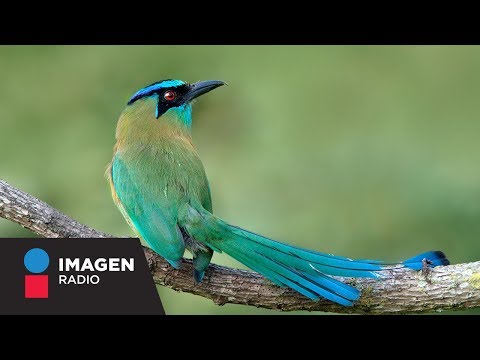 Conoce la Leyenda del solitario pájaro Toh / ¡Qué tal Fernanda!