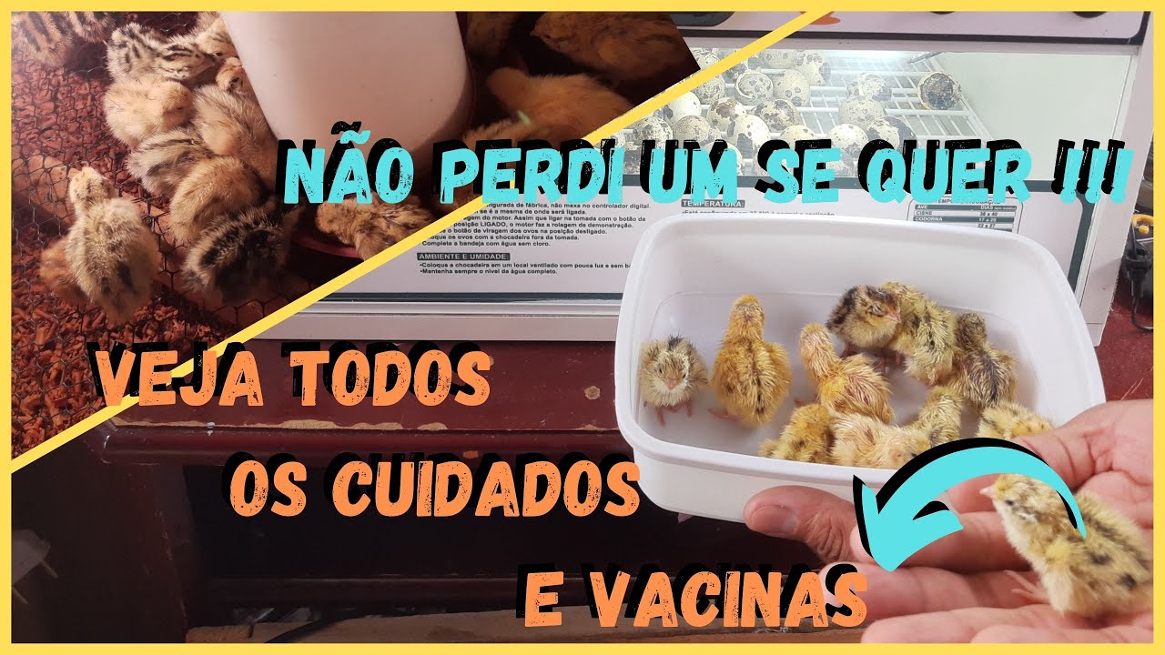 Perdendo Codornas ? Cuidados Essências na Sua criação- Salvando pintinhos@TILAPIAMinhaVida