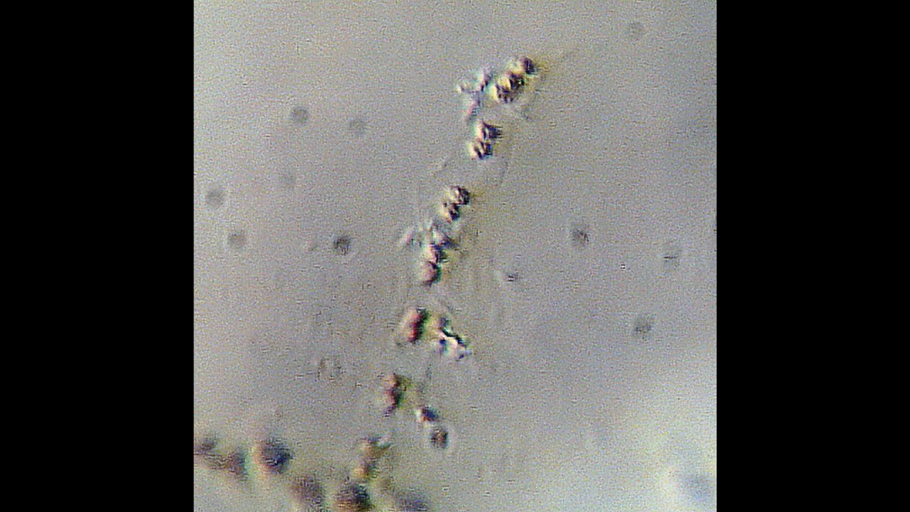 Microscope Anthropology YouTube