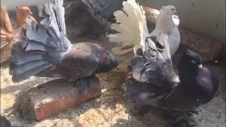 Faintail Fancy Pigeons | Collection of A fancier from Bangladesh | Show of Birds | Exotic Breeds by ocean life 2 views 3 years ago 2 minutes, 7 seconds