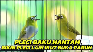 PANCINGAN PLECI MALAS BUNYI🔥BIKIN SEMUA JENIS PLECI LANGSUNG GACOR & BUKA PARUH