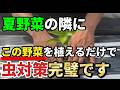 【トマト】の隣にこの野菜を植えるだけで虫の数がぐっと減ります【家庭菜園】
