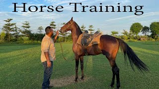 Horse Training Of Marwari Horses
