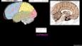 Psikoloji ve Beyin Fonksiyonları ile ilgili video