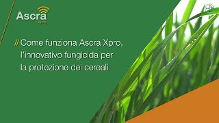 Come funziona Ascra Xpro, il nuovo fungicida di Bayer per i cereali?