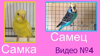 Малышик ТВ. Как определить пол и возраст волнистого попугая. Первое видео с картинками!