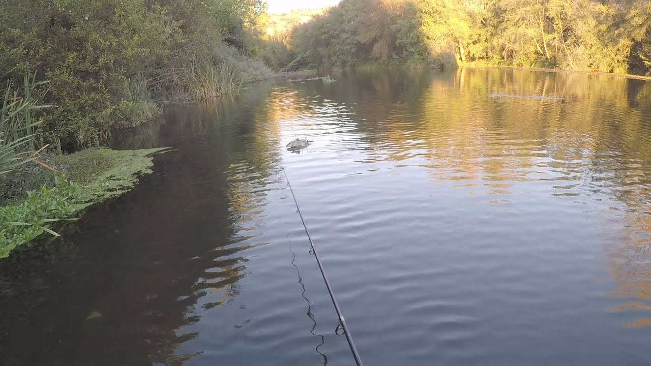 Como pescar Truchas  en aguas paradas (Enorme trucha me llevo todo)