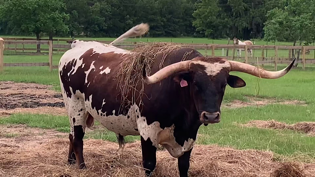 Tex Gets A Conjugal Visit! #LonghornLester’s