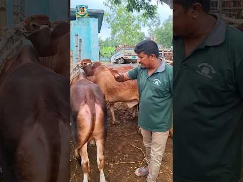 গরুগুলো দামে কেমন??