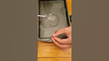 Cell Concept 6- Many Bacteria Cells Reproduce Through Binary Fission