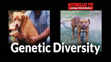 🎙️ Podcast Episode: Genetic Diversity in APBTs — Breaking the Comfort Zone