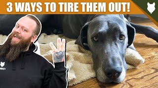 3 Tips To Tire Out Your GREAT DANE Puppy by Fenrir Great Dane Show 4,177 views 3 years ago 3 minutes, 42 seconds