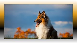 🐾 Ultimate Collie Companion Guide: Train, Care, Love! 🐶 by Animal Fun & Facts 45 views 4 weeks ago 2 minutes, 13 seconds