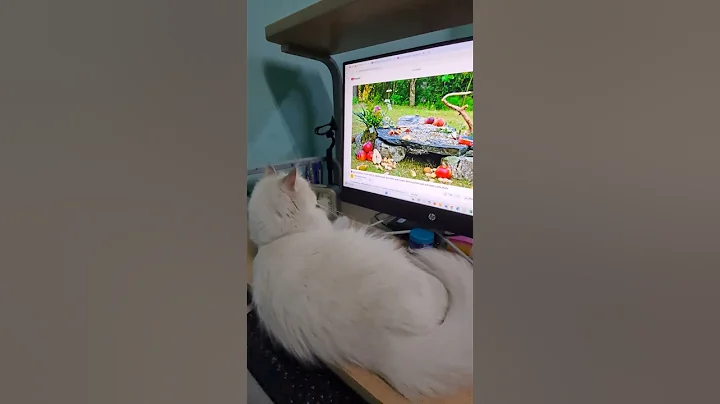 Video 11264581: turkish angora cat, catlover pets