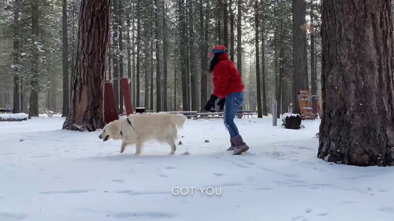 Cat and dog first snow playtime