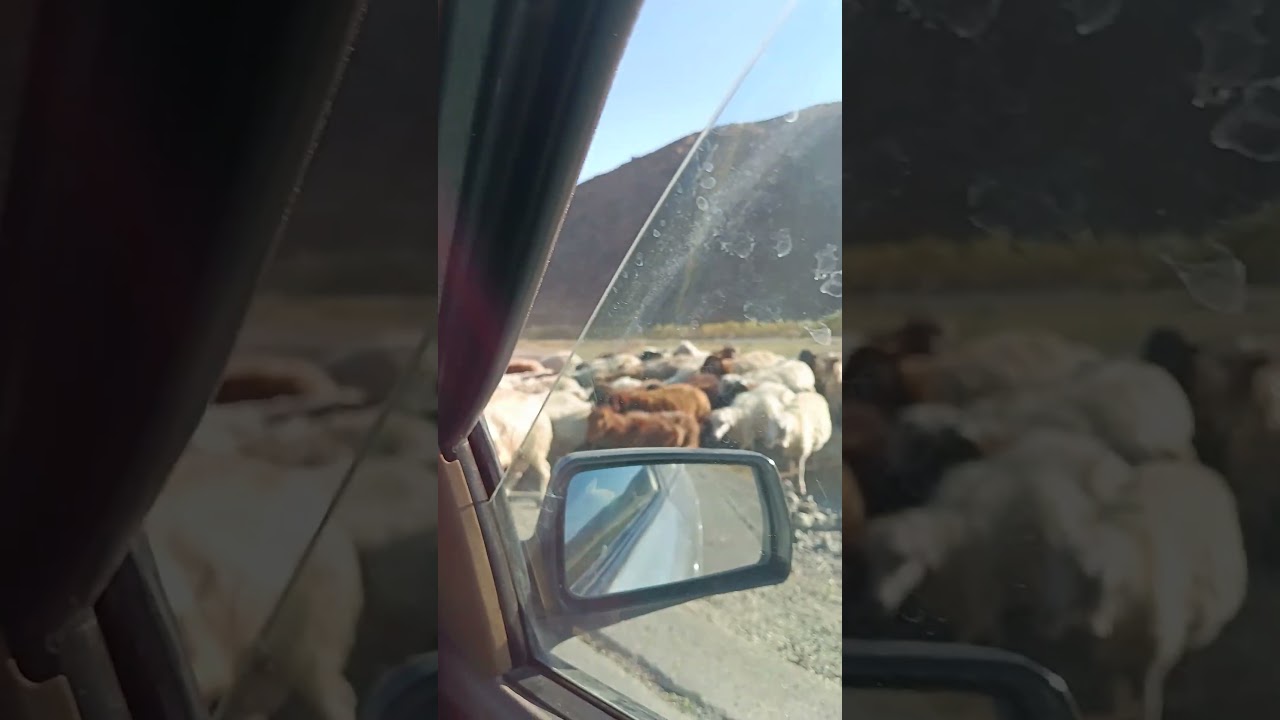 A peaceful moment from rural Azerbaijan in Iran 🇮🇷Sheep passing through the village&hellip;simple,calm...