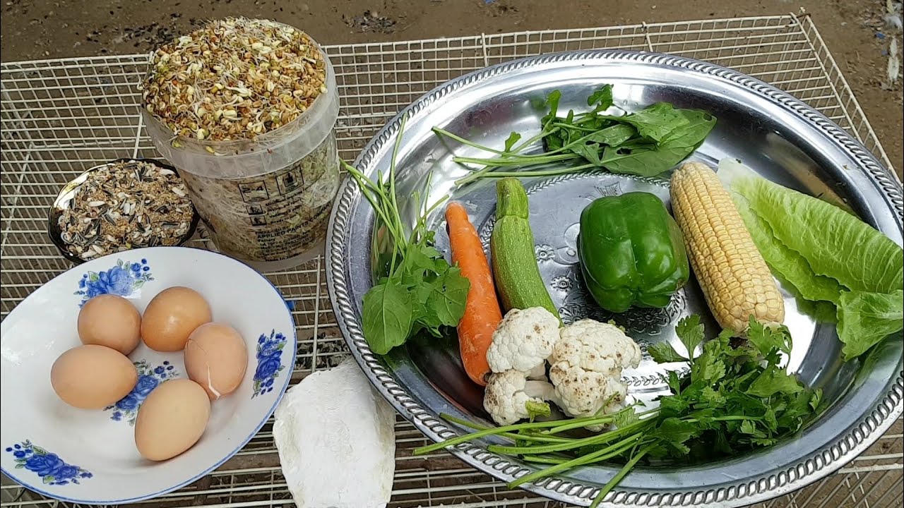 افضل غذاء يقدم لكل طيور الزينه