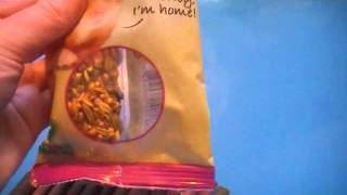 Gerbils Playing Request