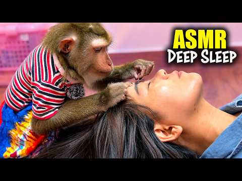 ASMR Guaranteed TINGLES | 99.9% of YOU Will Drift Into DEEP SLEEP (Real Monkey, No Talking)