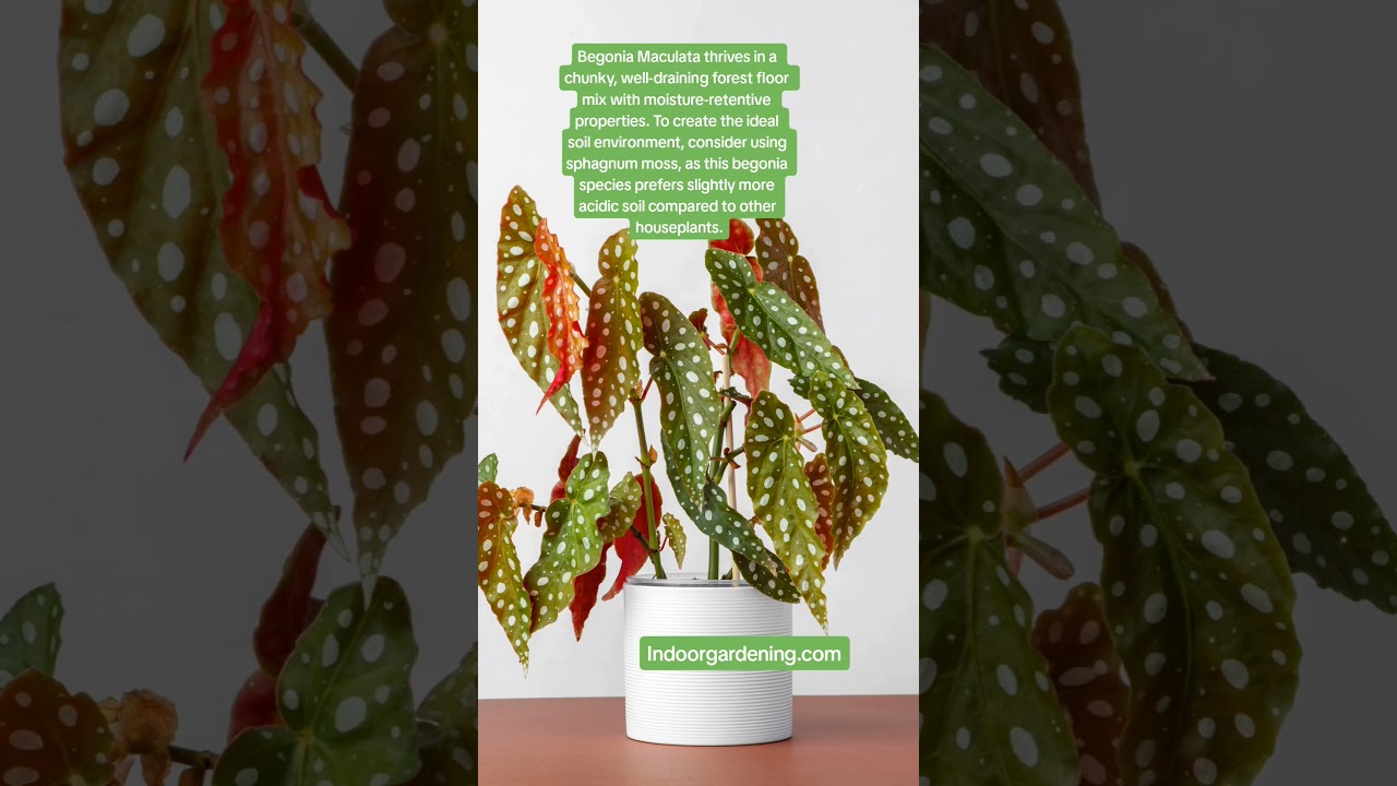 Polka Dot Begonia Maculata Care Guide! Easy Angel Wing Rex Begonia #houseplants #plantcare