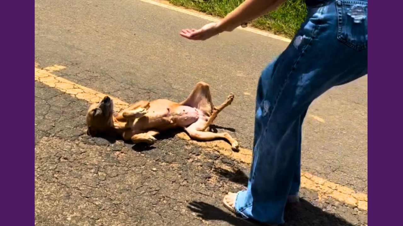 Cachorrinha Resgatada Na Estrada Está Pronta Para Amar Uma Nova Família