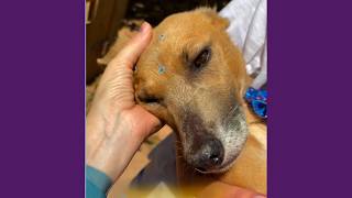 Cachorrinha Resgatada Na Estrada Está Pronta Para Amar Uma Nova Família