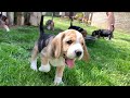 Beagle Puppies Playing and Fighting