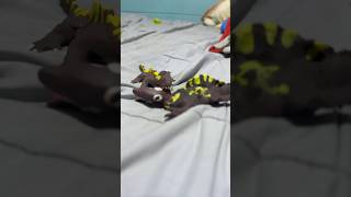 Anfibio viejo vs anfibio nuevo