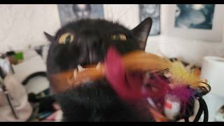 Starting a Cat Fight Club - A Writing Vlog
