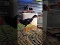 tebak umur ri #ayam #anakayam #ayamberkualitas #ayambangkok
