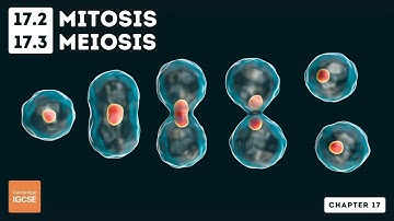 IGCSE Biology - Mitosis and meiosis (17.2, 17.3)