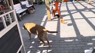 Feral Cat Sanctuary - Outside Area