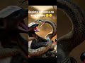 EL ANIMAL MAS VALIENTE DEL MUNDO #viral