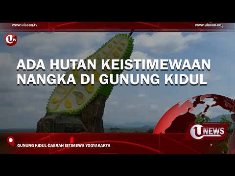 ADA HUTAN KEISTIMEWAAN NANGKA DI GUNUNG KIDUL | U-NEWS