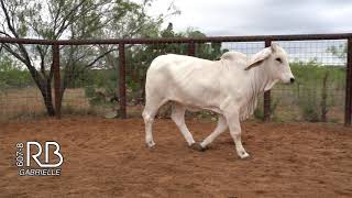 RB CATTLE 607/8 GABRIELLE  D.O.B. 12/5/19  ABBA NO. 1000516