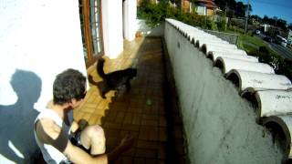 Kitty pops waterbomb